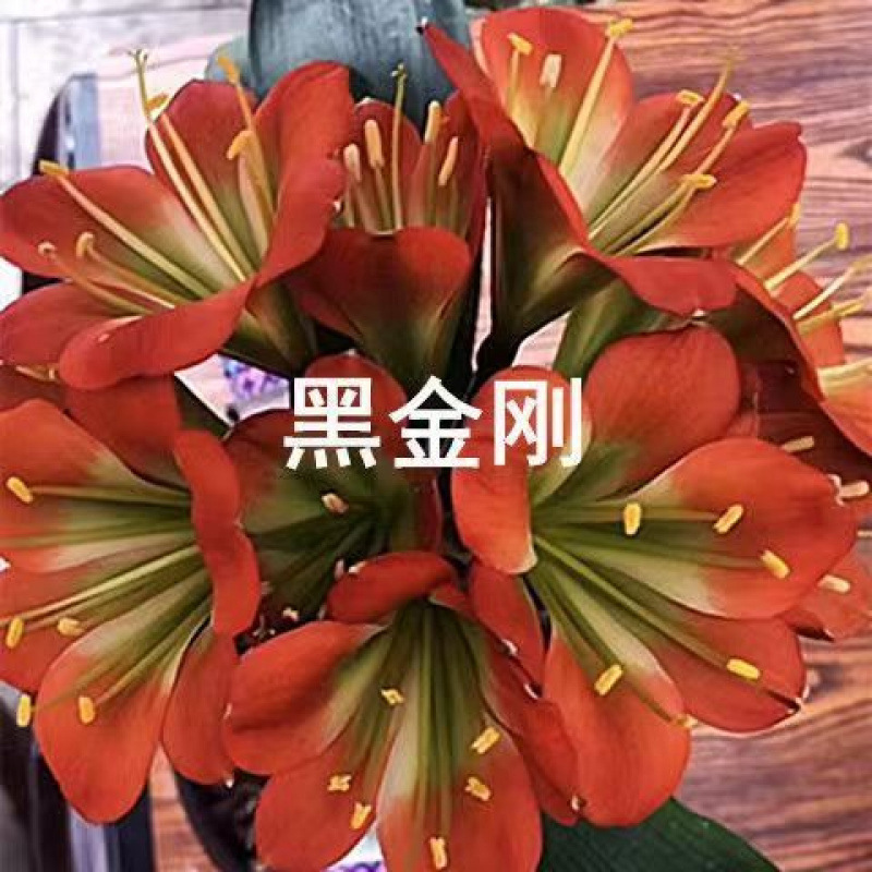 オーキアノプシス、オーキアノプシス鉢植え、オーキアノプシス苗、四季常緑植物、胡蝶蘭苗工場、卸売|undefined