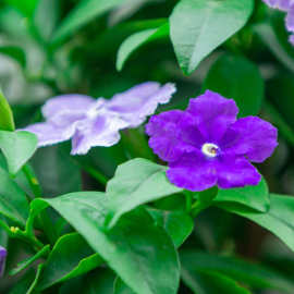 一件代发双色茉莉盆栽 双色花苗 鸳鸯茉莉花 阳台室内外盆栽 芳香