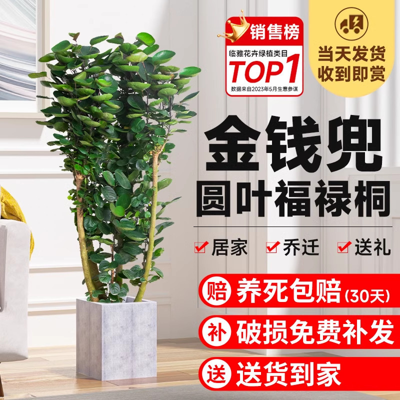 Money pocket potted living room rich tree bonsai money tree round leaf money flutong indoor office large green plant