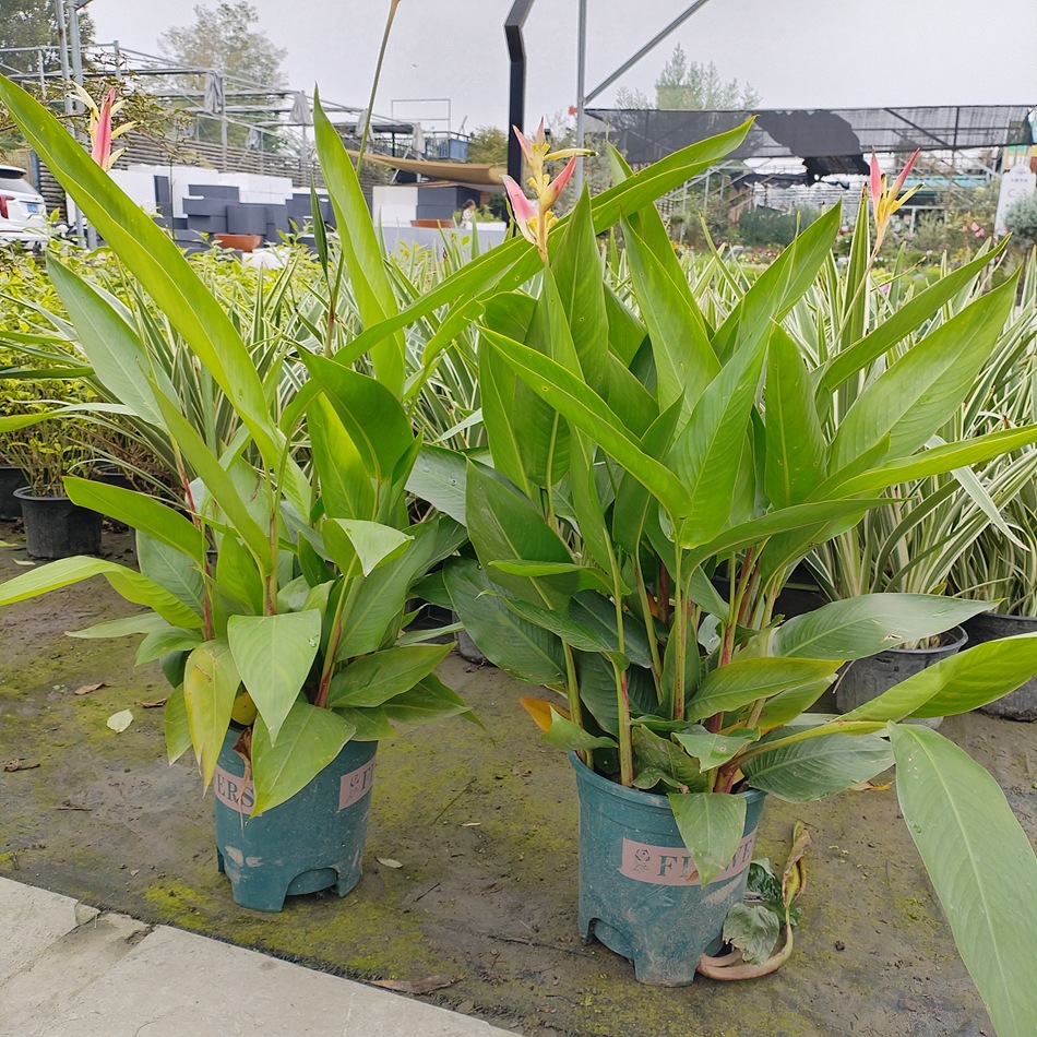 富贵鸟大盆栽 花境组合观赏草 家庭客厅阳台摆放绿植  租摆植物