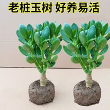 玉树盆栽多肉植物好养耐活燕子掌吸植物玉树老桩室外绿植一件批发