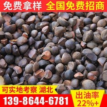 批发2025年湖北山茶籽 新茶籽 高山油茶籽 出油率22-23点量大从优