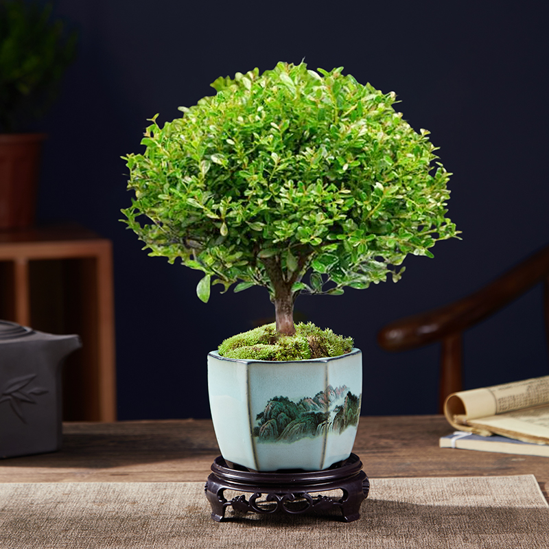 A급 고품질 작은잎 피니퍼스 + 수묵풍경 도자기 세면대 + 둥근 바닥 지지대 + 이끼 + 비료