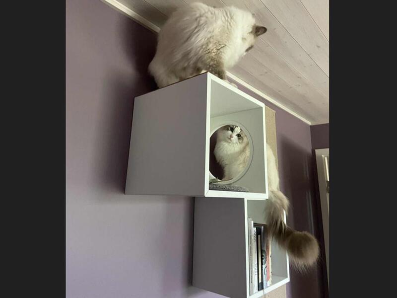 IKEA Act shelf cat entrance