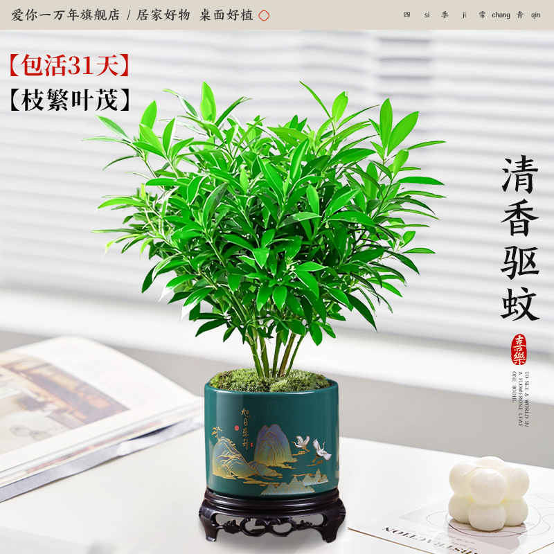 모기퇴치대나무와 편백나무 + 떠오르는 태양 도자기 대야 + 원형 베이스 (포장석 + 영양액 포함)