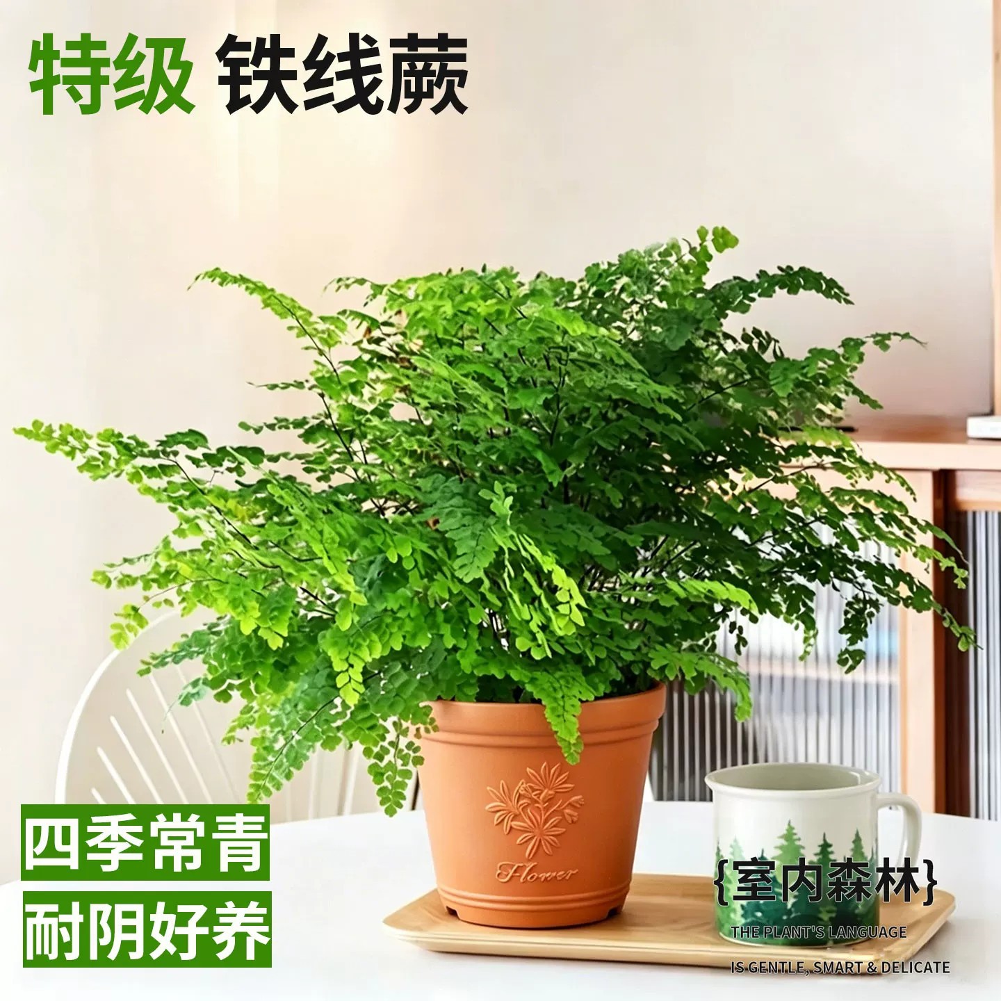 【精品大盆】铁线蕨+仿陶花盆