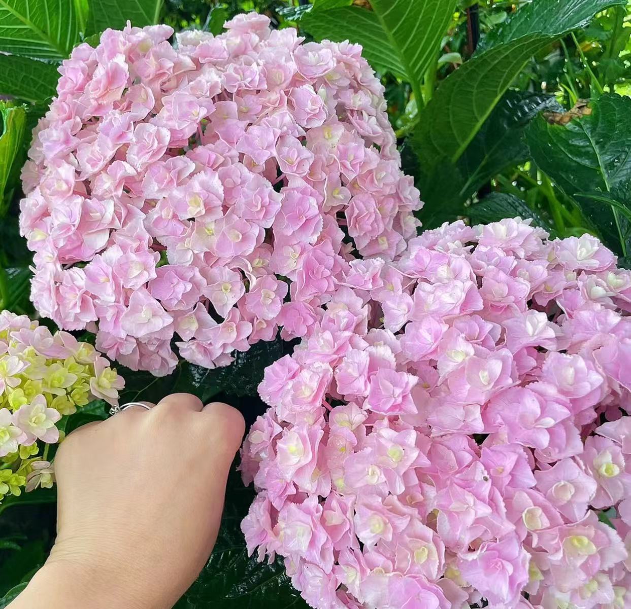 핑크(화바오) 10갤런 - 높이 - 약 1m - 나무 프레임 ¥588.9 - 냄비 포함