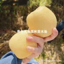 ޽ӾS{˹SOϷNֲSOԵԹ