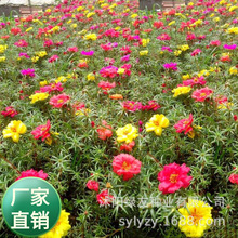 批发多年生地被矮生草本植物松叶牡丹太阳花种子晒不死半支莲