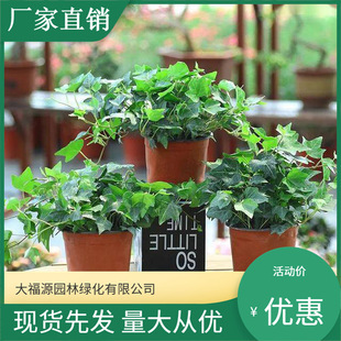 [Base Wholesale] Climbing Vines, Wall Climbing Green Plants, Ivy, Ivy, Municipal Viaduct, Road Greening