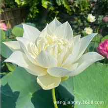 四季池塘大型荷花种藕苗水养盆栽荷塘莲藕种苗观赏荷花种根莲花苗