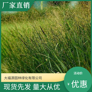 [Base Wholesale] Aquatic Plants, Emergent Plants, Willow Branches and Spikes, Wetland River Slope Engineering Greening Seedlings