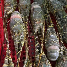 龙虾小青龙活冻生冻整箱澳洲龙虾宴会酒楼食材批发商用花龙龙虾