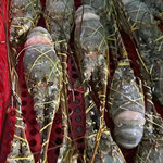 龙虾小青龙活冻生冻整箱澳洲龙虾宴会酒楼食材批发商用花龙龙虾