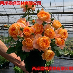 �¼�������õ���֭�̨�Nޱ�󻨻��ڎ����������҃��̨�ļ��_��