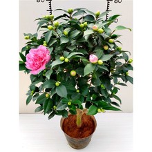 軨ԝɽ軨҃ͥԺܺBļֲ