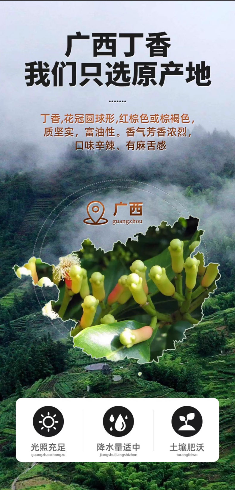 Clove Buds (Syzygium aromaticum) — Dried Ding Xiang Spice & Food Herb, 500g overview