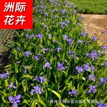 鸢尾花苗 庭院别墅花园植物盆栽蝴蝶花 公园河道绿化黄花鸢尾