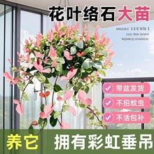 花叶络石彩叶络石花苗盆栽吊兰四季垂吊爬藤植物花卉耐寒耐旱