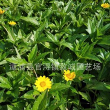 ��������  ����С��  �����ֻ� �۸����