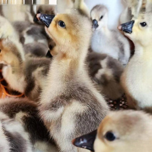 ���ڪ{�^�Z����һ���ش�N/�{���^�ZС�Z��/���N�����Z���