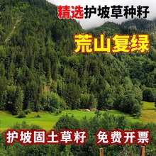 护坡灌木草种子矿山复绿草籽猪屎豆刺槐籽银合欢紫穗槐种籽胡枝子
