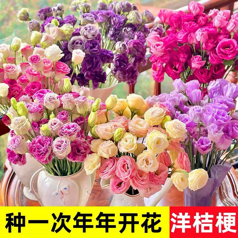 Многоцветные семена эустомы легко высевают в четыре сезона