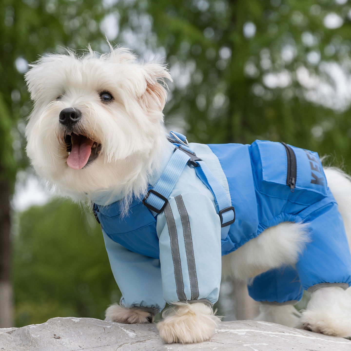 Ropa de mascotas de otoño y invierno caliente tres anti-carga de algodón de cuatro patas perros pequeños y medianos Teddy Bear mascotas ropa de perro