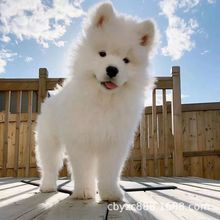 纯种萨摩耶幼犬活体熊版白色雪橇犬微笑天使萨耶宠物狗家养萨摩耶