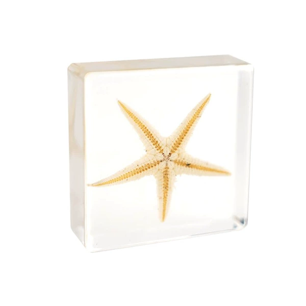 3.8cm small square starfish