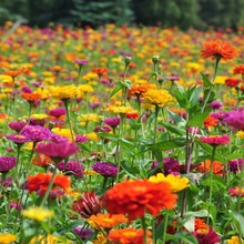 百日草室外花卉植物春冬季花种子四季种植庭院花籽花种籽子花