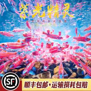 �Ϲ⾫�`�~����ˮ�ݸ׻ò��޺���~�Ꭷ�^�p�~С���ͺ���ˮ�~���w