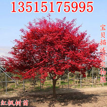 紅楓樹苗盆栽四季花卉陽臺庭院植物別墅風景樹耐寒日本紅楓樹盆景