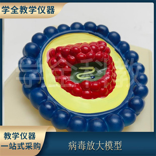 virus amplification model biological demonstration teaching aids experimental equipment medical classroom teaching virus amplification model
