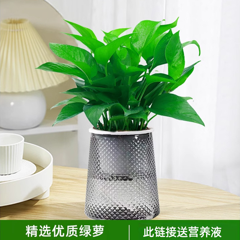 포토스(별분지) + 영양액