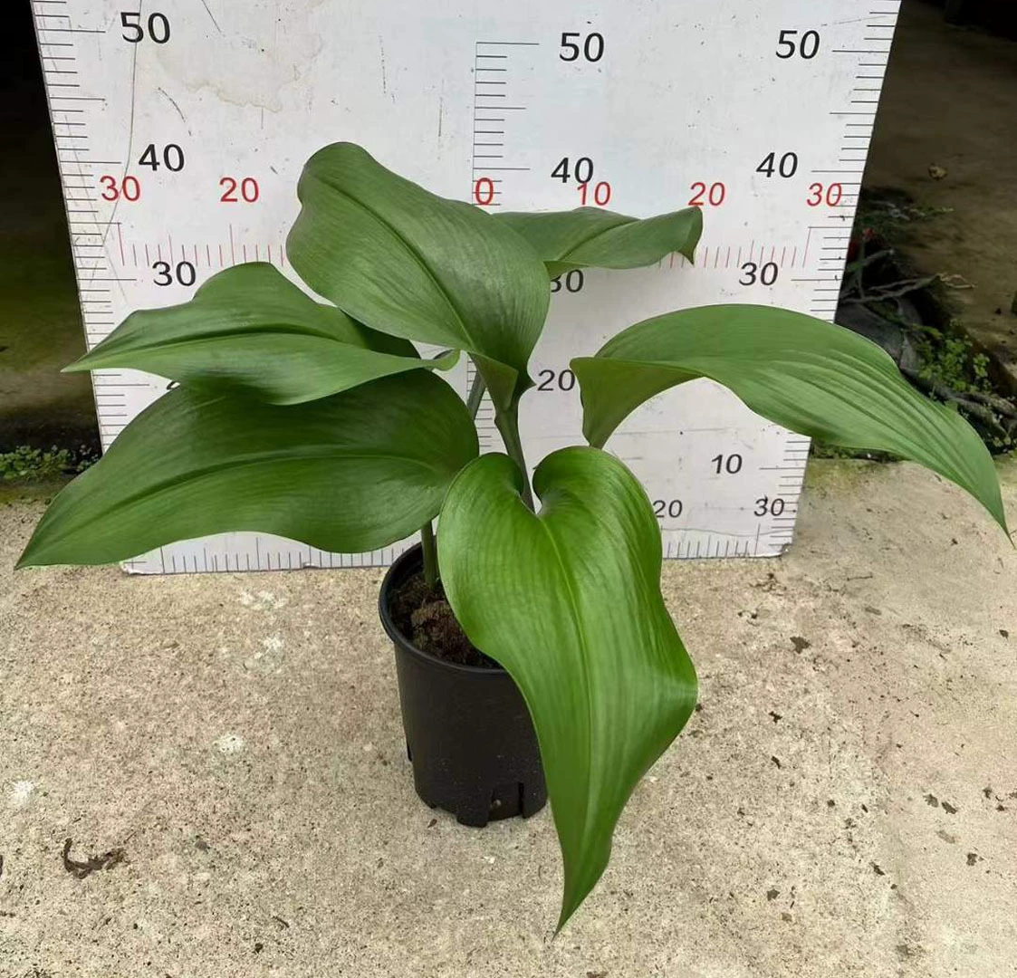 [Базовые прямые поставки] Чистая сетка для листьев Красный домашний цветок в горшке 1 галлон Южноамериканский Нарцисс