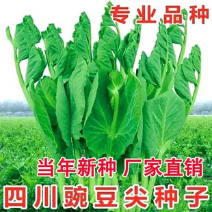 No Need for Pea Sprout Seeds, Extra Large Thick Stem Pea Tips, Special for Eating Sharp Sprouts, Farm Four-Season Vegetable Seeds