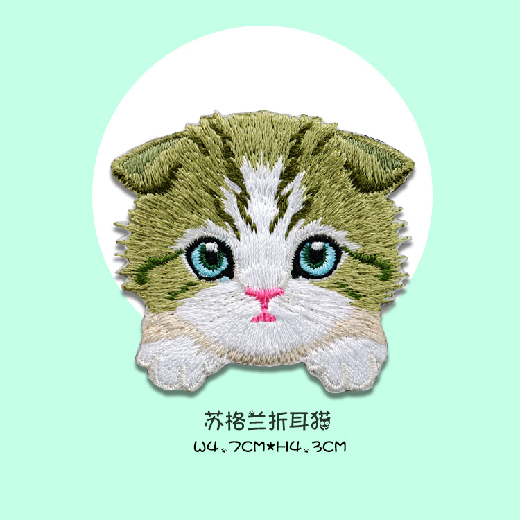 舒格兰折耳猫.jpg