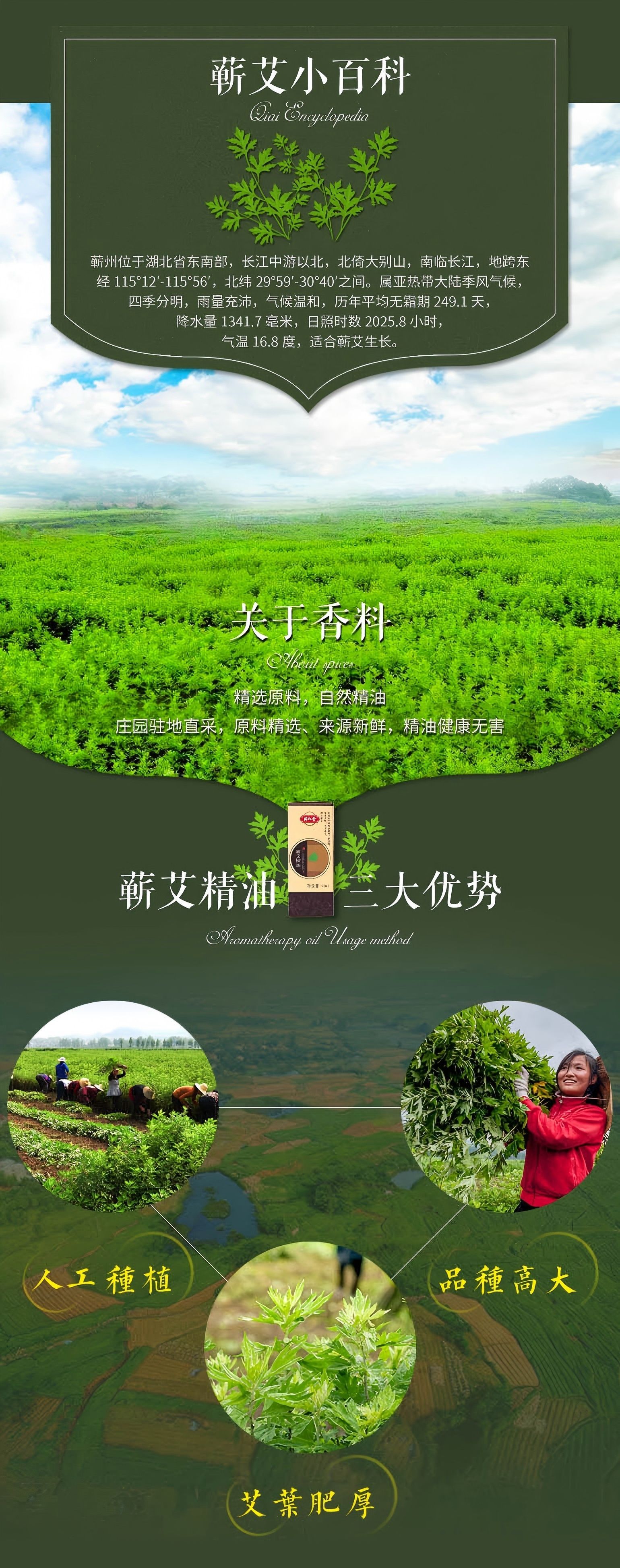 Qichun Mugwort Essential Oil 10ml Ai Cao Jing You for Moxibustion and Aromatherapy preparation