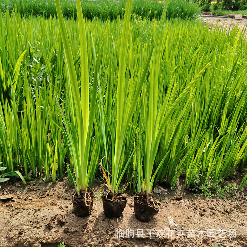 黄花水生鸢尾黄菖蒲小苗常绿  基地黄菖蒲黄花水菖蒲池塘绿化植物