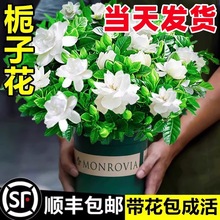 四季栀子花盆栽蝴蝶兰好养室内水培茉莉花绿植九里香茶花花卉植物