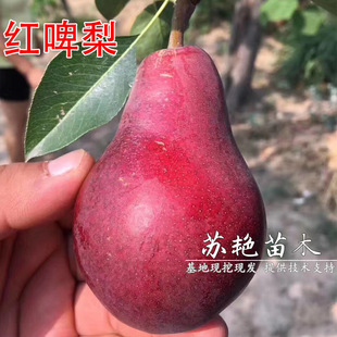 �����tơ�����޽ӹ��������������tƤ����ȫ�tܛ���Ϸ������N