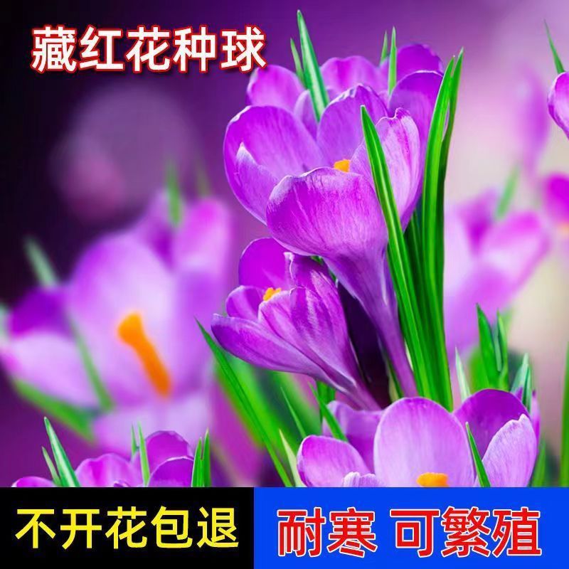 藏紅花盆栽 藏紅花盆栽批發 促銷價格 產地貨源 阿里巴巴