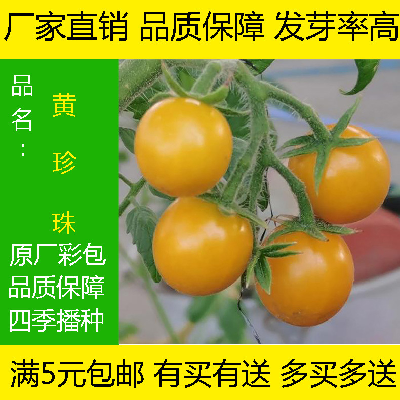 圣女果番茄苗千禧番茄苗蔬菜苗组合混搭四季盆栽阳台种植新鲜