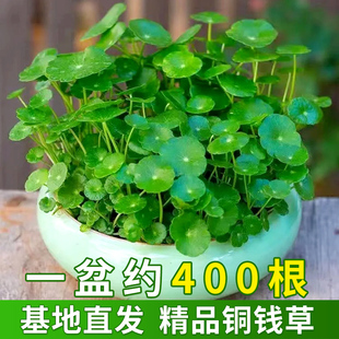 �ļ����B�~�X��ˮ������ֲ���k���҃�����С�Gֲ����ˮ�B���X���l