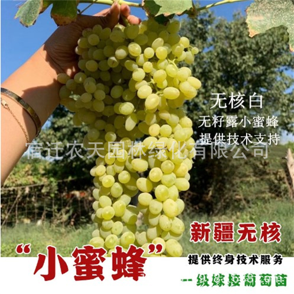 小蜜蜂甜蜜蓝宝石葡萄树苗盆栽地栽南方北方种植美人指葡萄树结果