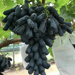 ���ۼ޽������� 2�����ј��� ���Ե���ͥԺ�Nֲ�����{��ʯ������