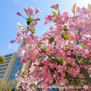 Courtyard Ground Planting Tall Crabapple Flower Saplings Xifu Crabapple Hanging Silk Crabapple Flower Cold-Resistant Plant Flower Tree Outdoor Potted Plant