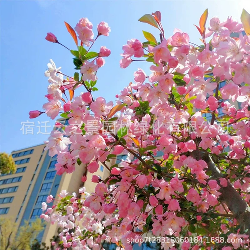 Высокополюсный цветок крабапла Рассада дерева во дворе Сифу Цветок крабаблока Морозостойкое растение Цветочное дерево На открытом воздухе Комнатное растение