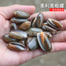 �W���W��� DIY��ˇƷ���� �~���b�΢���^�[�� ˮ��Ӽ҄���[��